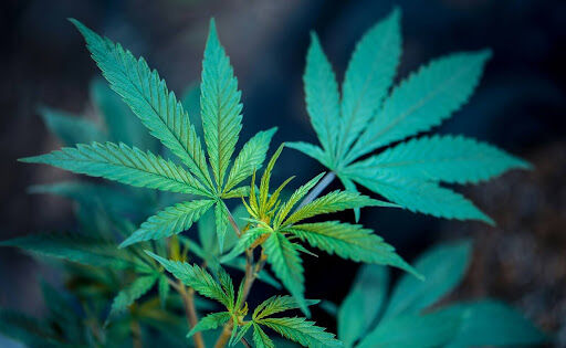 Weed Strains for Beginners: Easy-Going Options to Start With